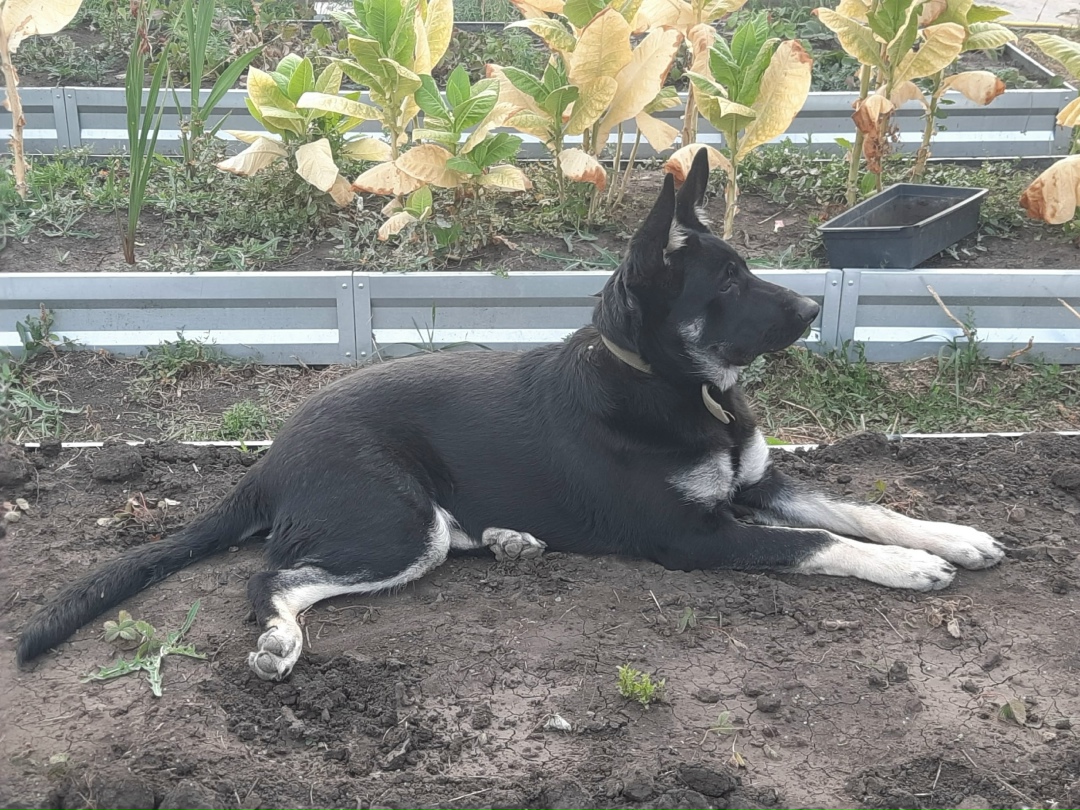 Пропала собака в Энгельсе — фото объявления