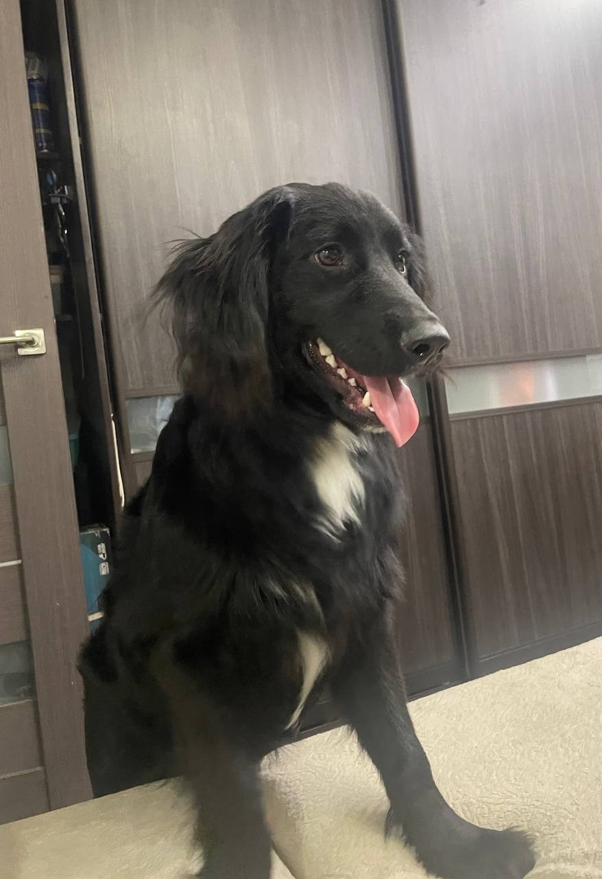 Найдена собака в Энгельсе — фото объявления