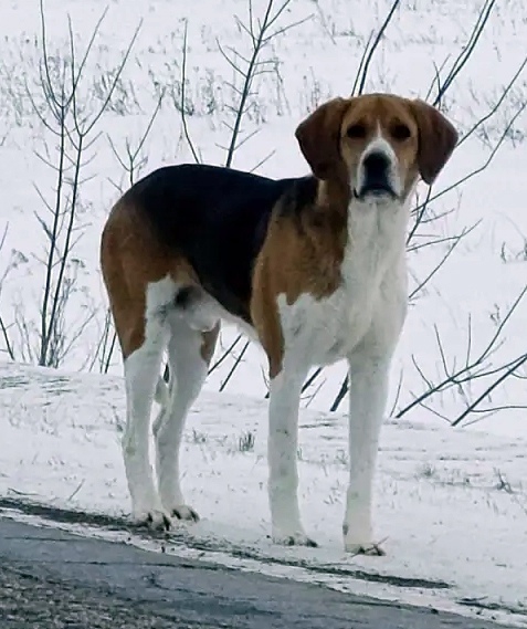 Пропала собака в Энгельсе — фото объявления