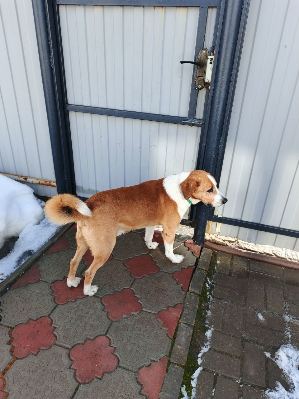 Найдена собака в Энгельсе — фото объявления