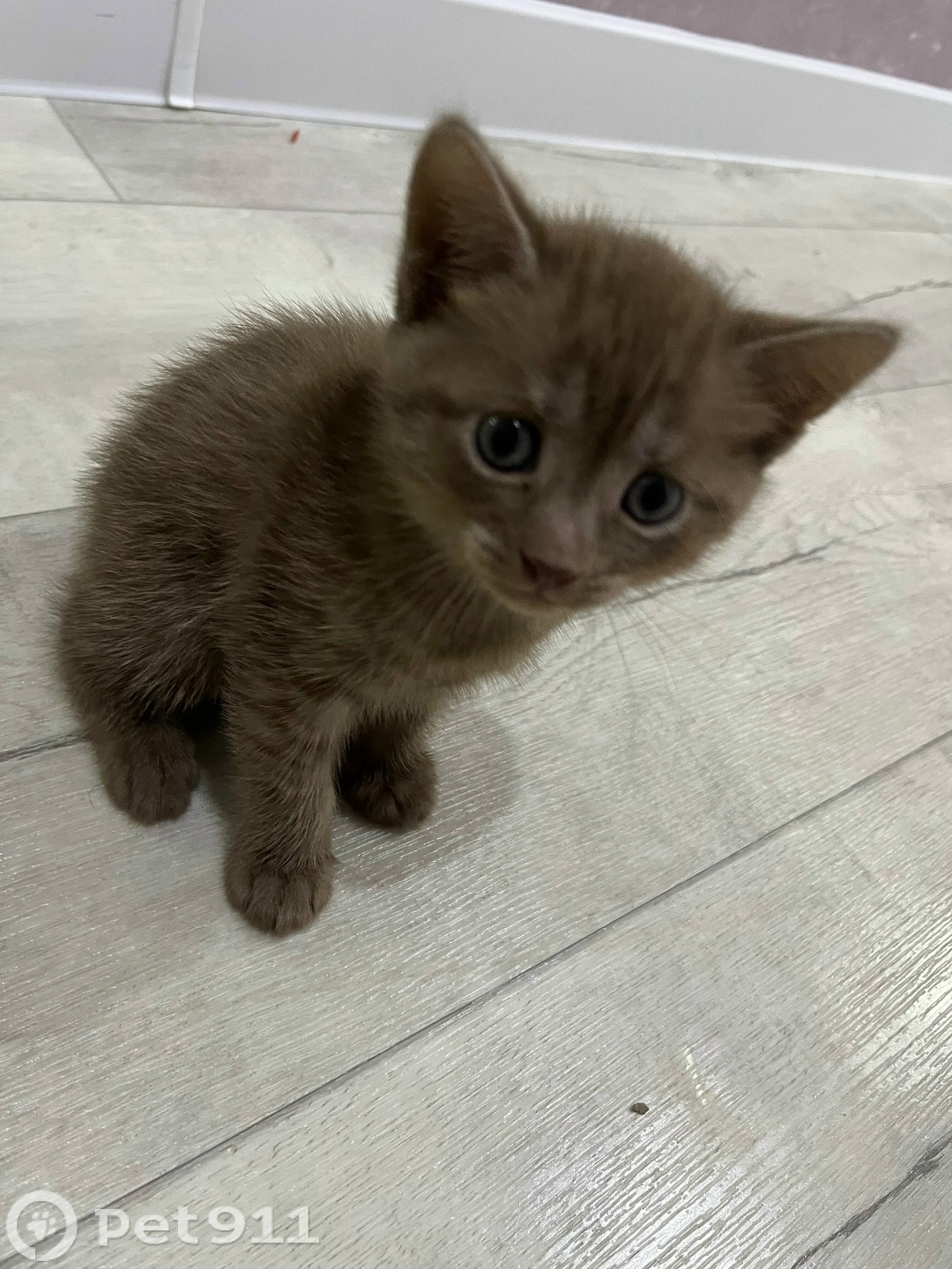 Пропала кошка в Энгельсе — фото объявления