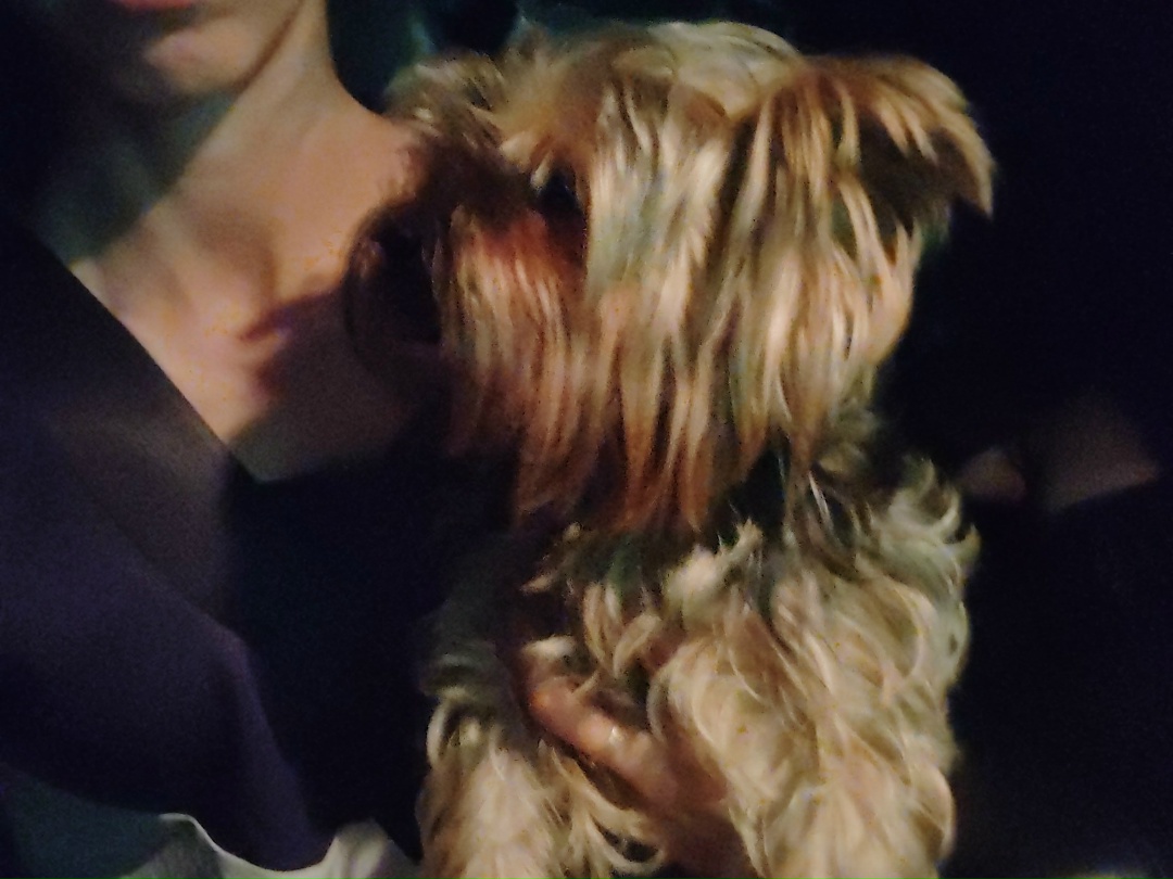 Найдена собака в Энгельсе — фото объявления