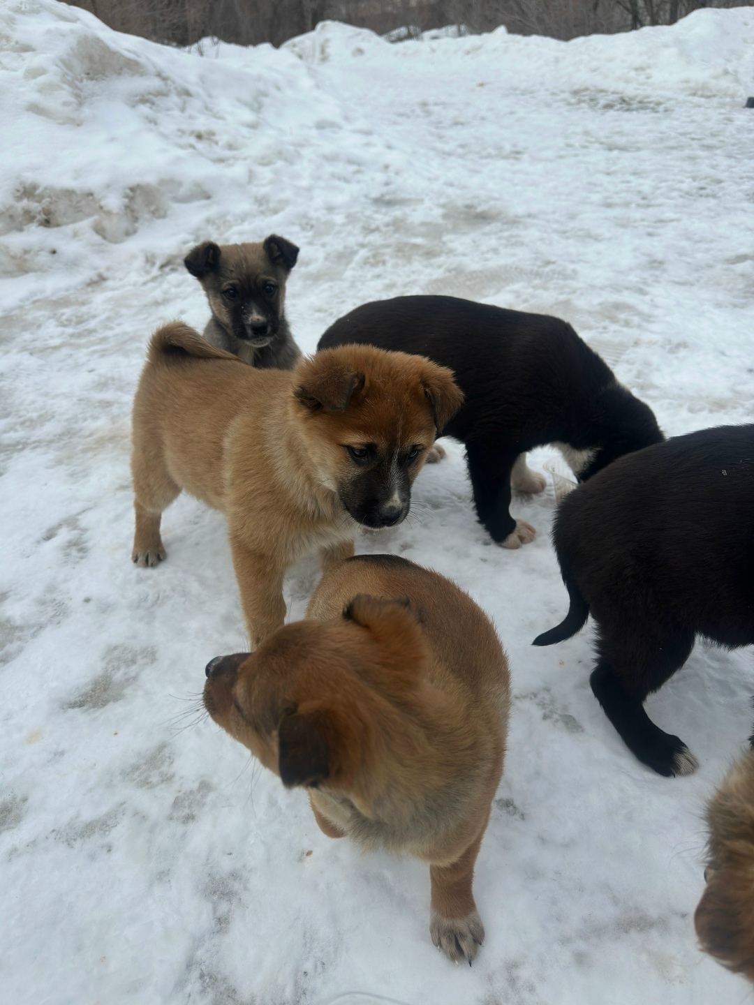 Найдена собака в Энгельсе — фото объявления