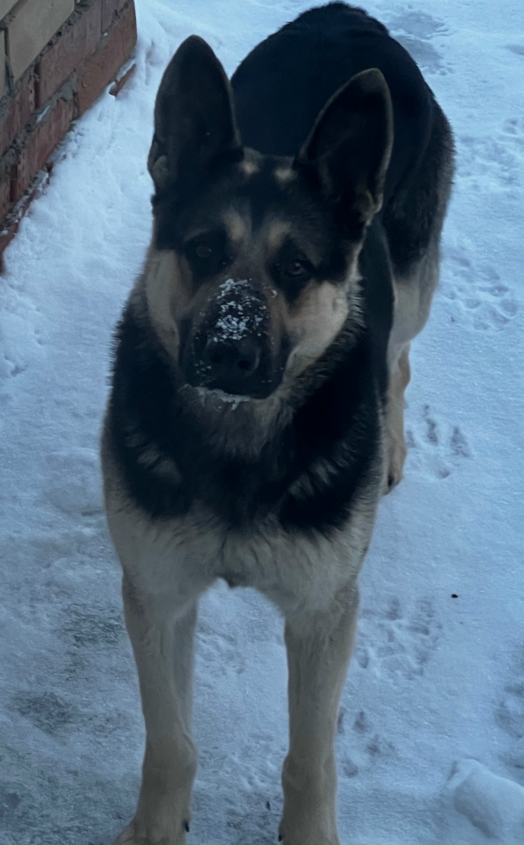 Пропала собака в Энгельсе — фото объявления
