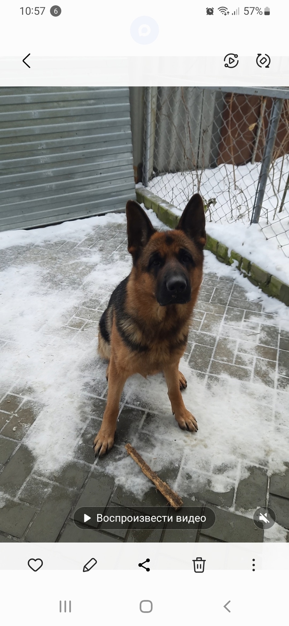 Пропала собака в Энгельсе — фото объявления