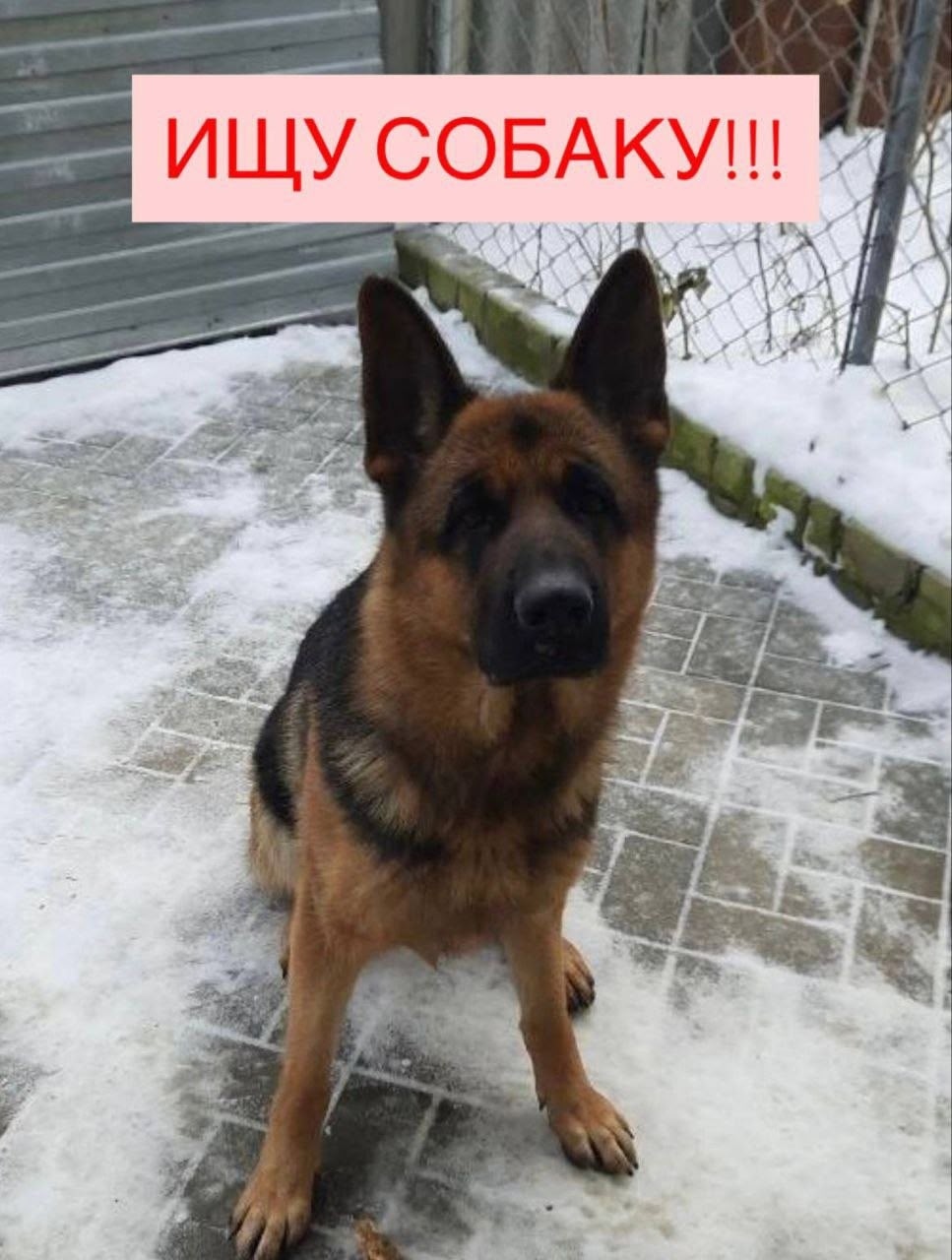Пропала собака в Энгельсе — фото объявления
