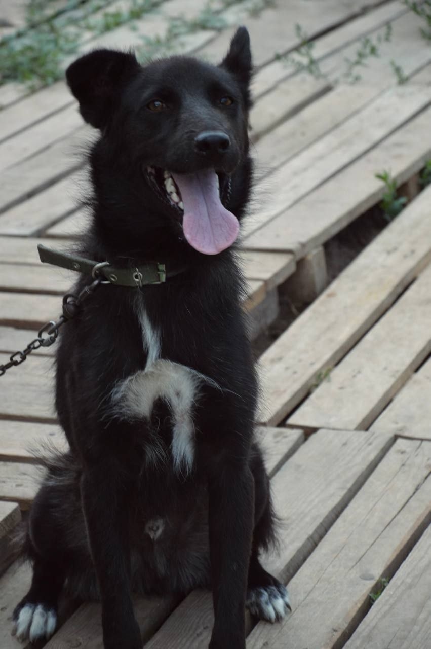 Пропала собака в Энгельсе — фото объявления