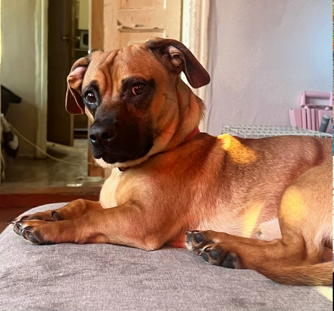 Пропала собака в Энгельсе — фото объявления