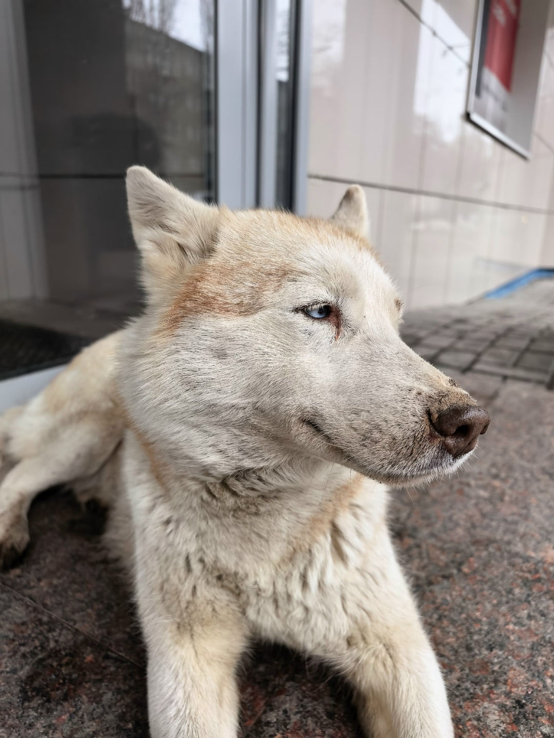 Найдена собака в Энгельсе — фото объявления