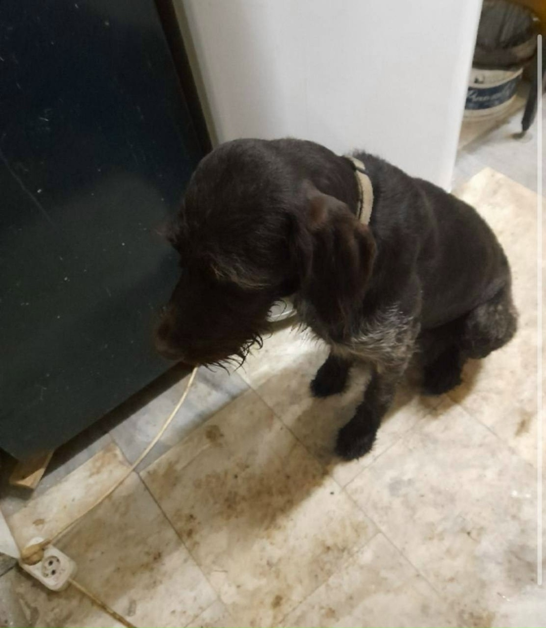 Найдена собака в Энгельсе — фото объявления