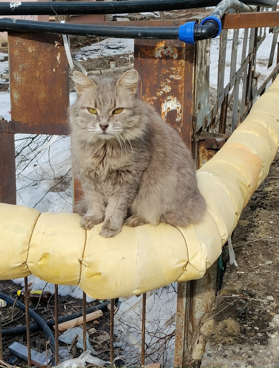 Найдена собака в Энгельсе — фото объявления