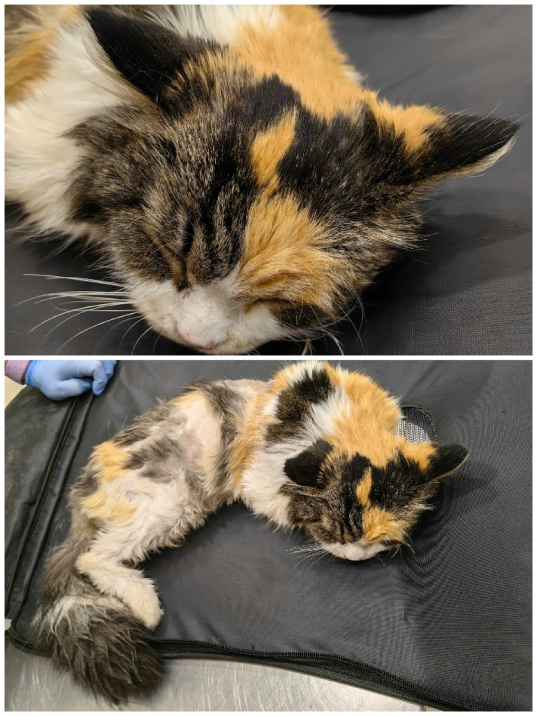 Найдена кошка в Энгельсе — фото объявления