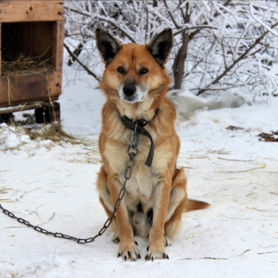 Пропала собака в Энгельсе — фото объявления