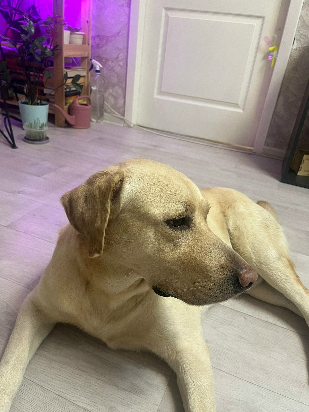 Найдена собака в Энгельсе — фото объявления