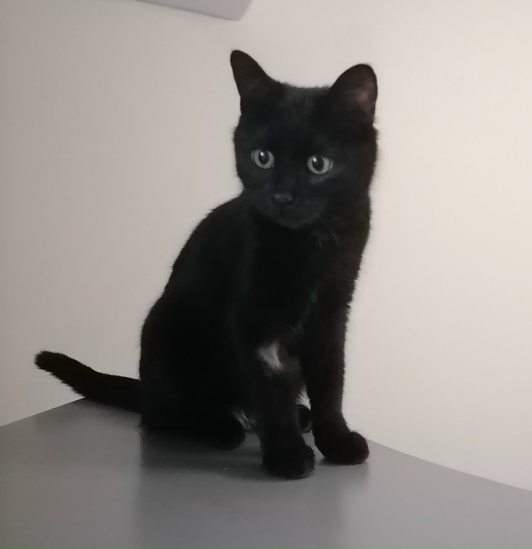 Найдена кошка в Энгельсе — фото объявления