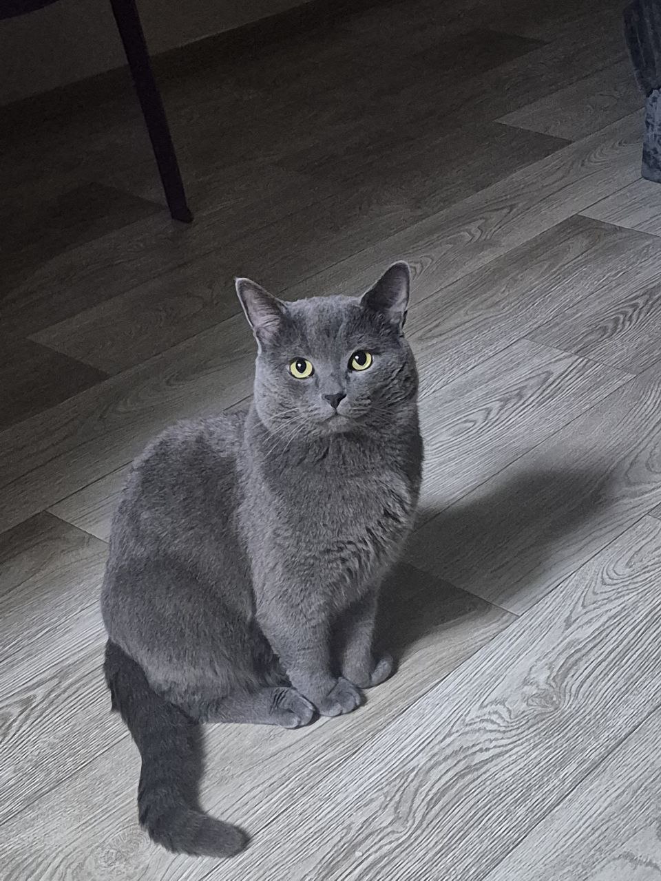 Пропала кошка в Энгельсе — фото объявления