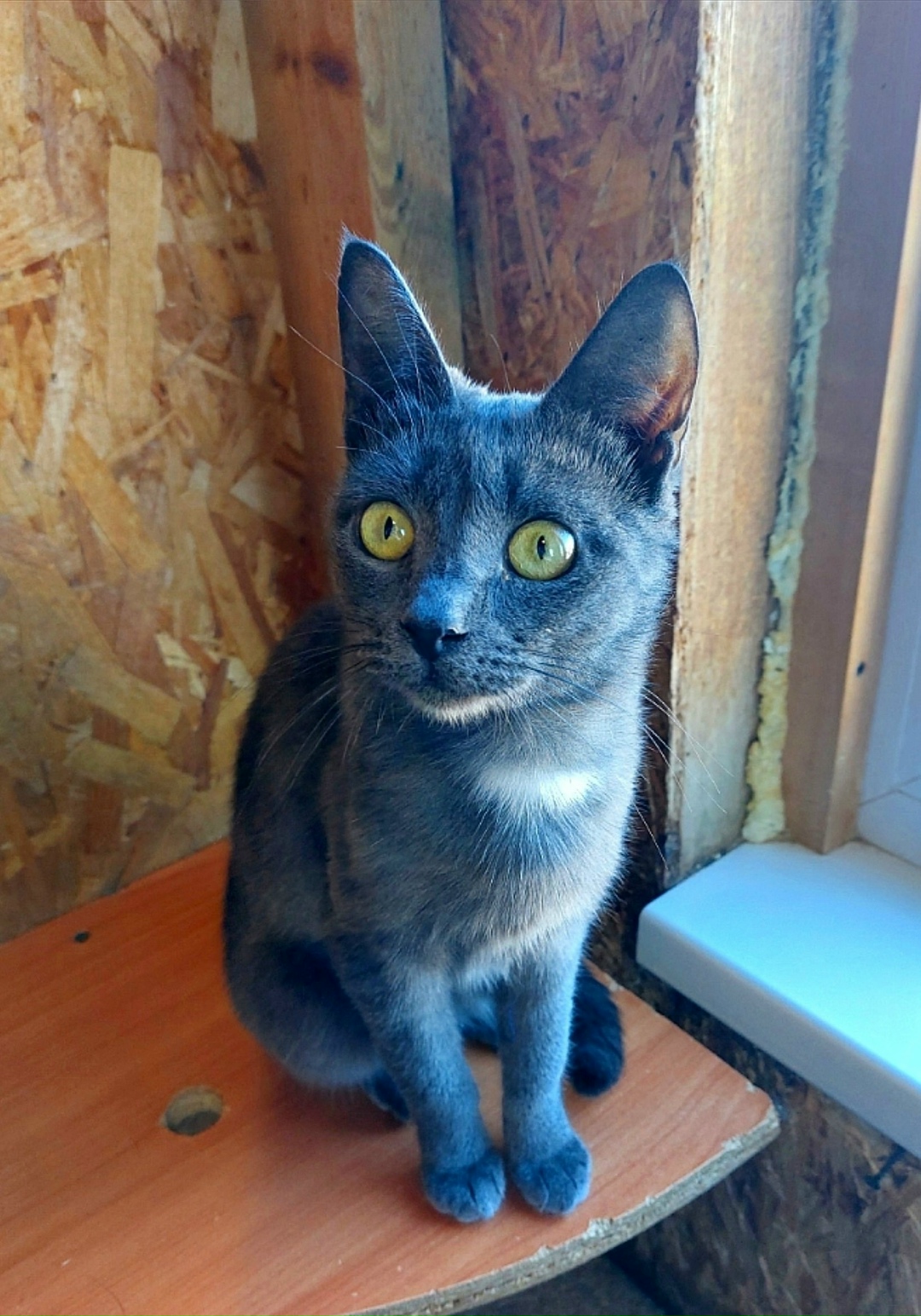 Найдена собака в Энгельсе — фото объявления