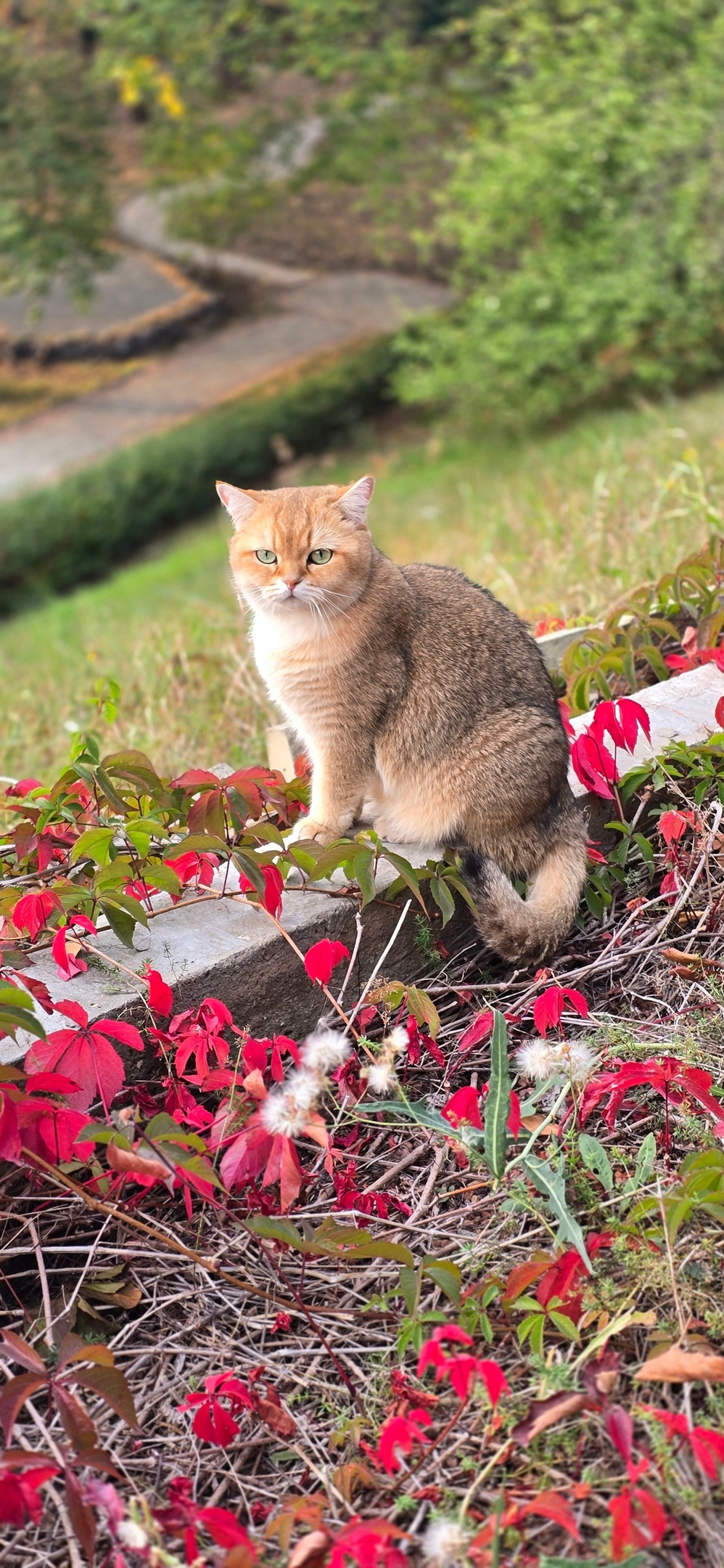 Пропала кошка в Энгельсе — фото объявления
