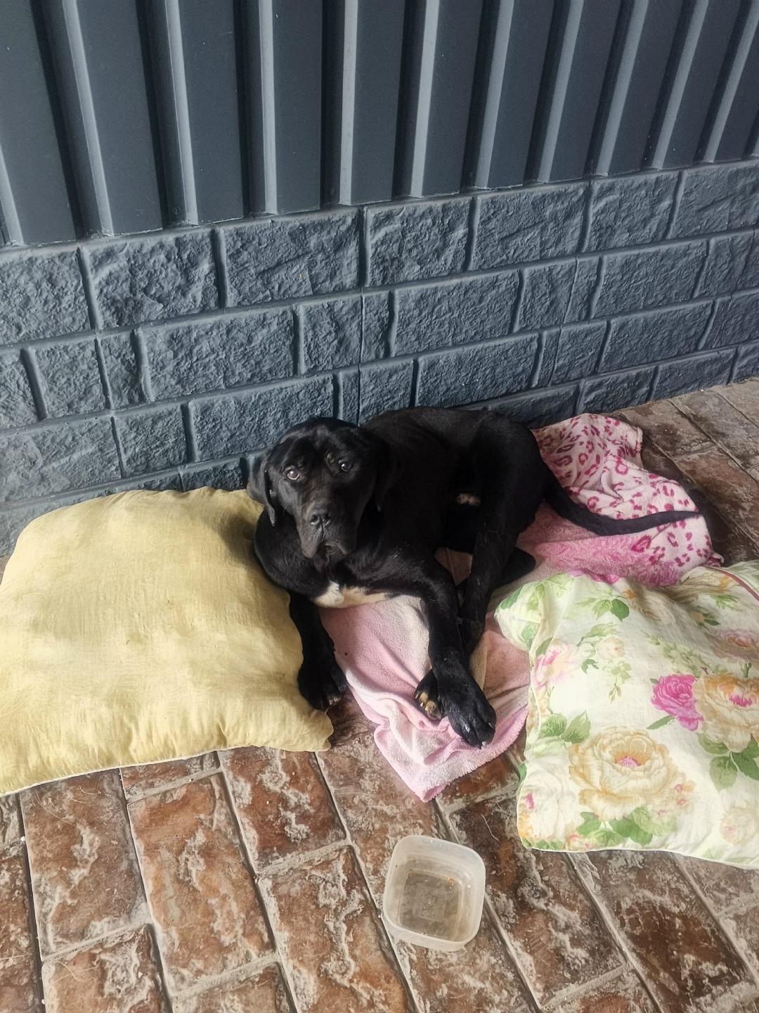 Найдена собака в Энгельсе — фото объявления