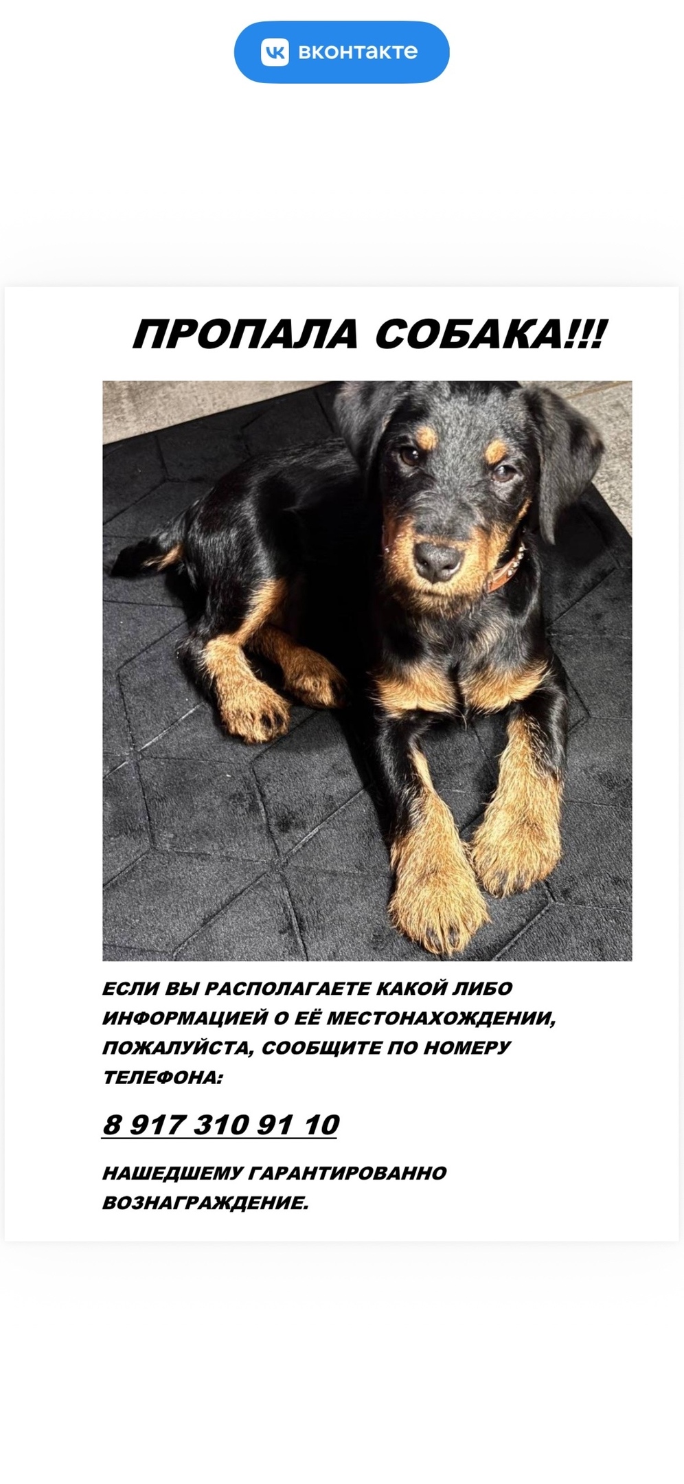 Пропала собака в Энгельсе — фото объявления