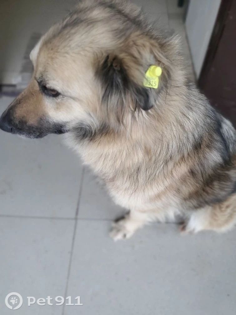 Пропала собака в Энгельсе — фото объявления