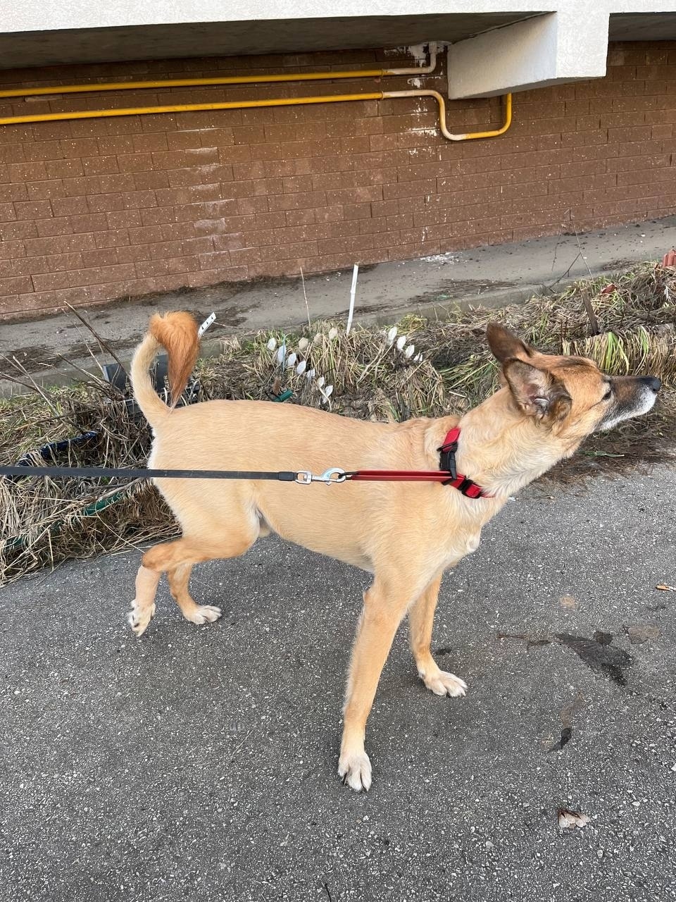 Найдена собака в Энгельсе — фото объявления