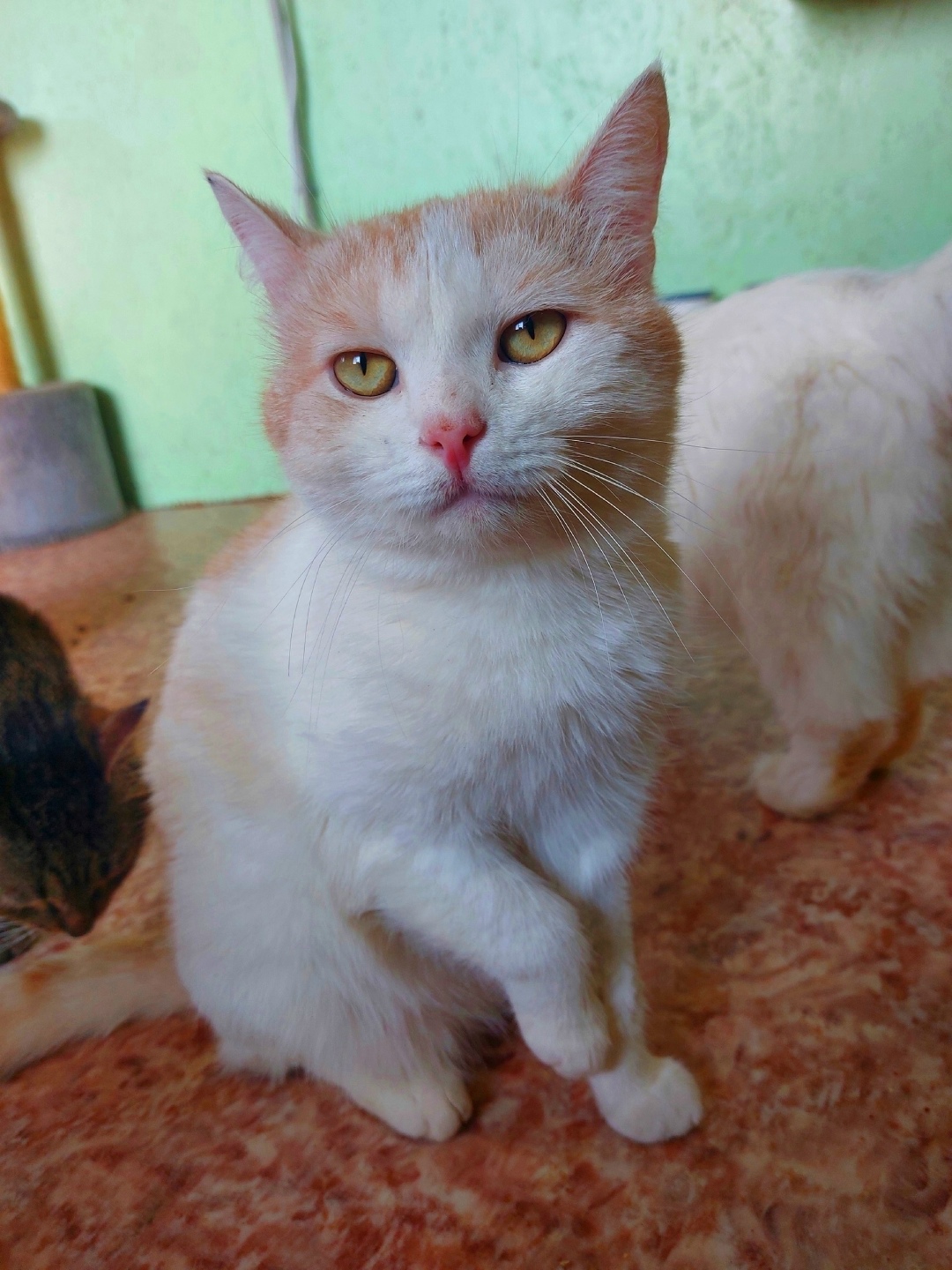 Найдена кошка в Энгельсе — фото объявления