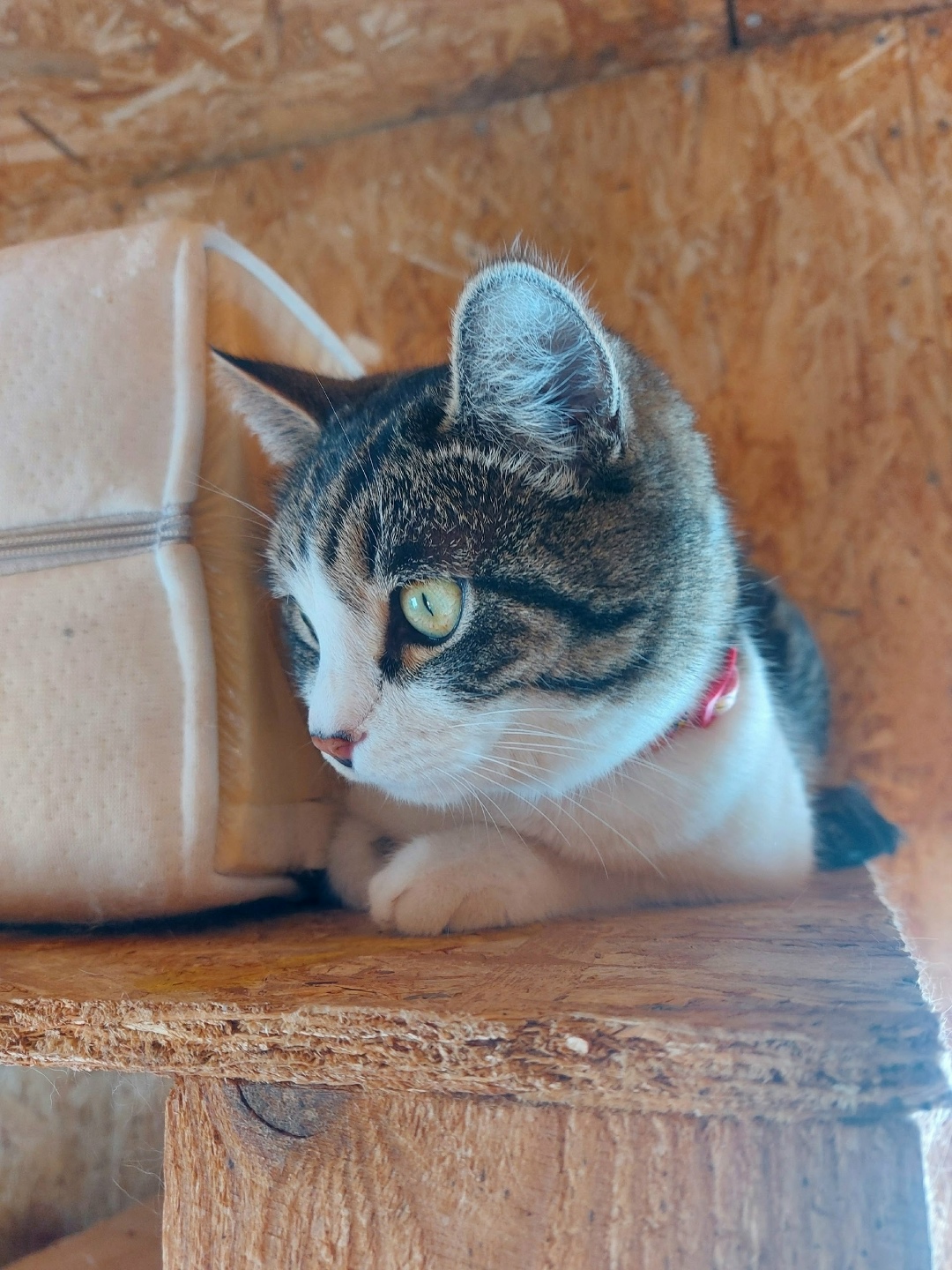 Найдена кошка в Энгельсе — фото объявления