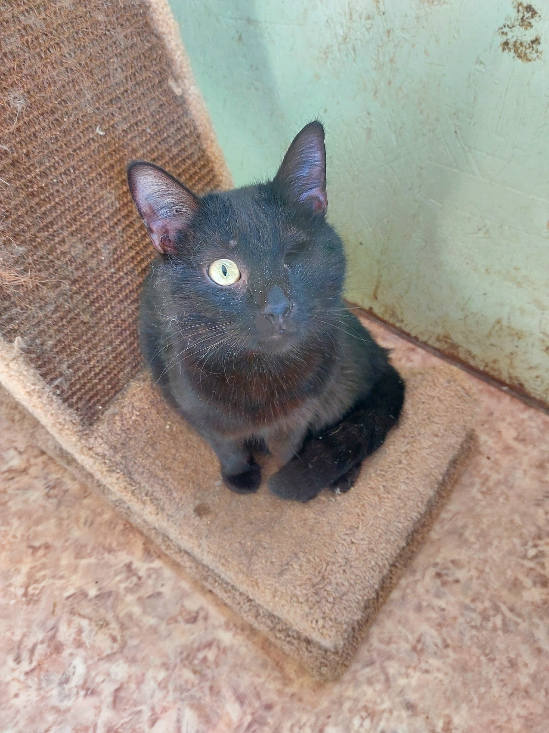 Найдена кошка в Энгельсе — фото объявления