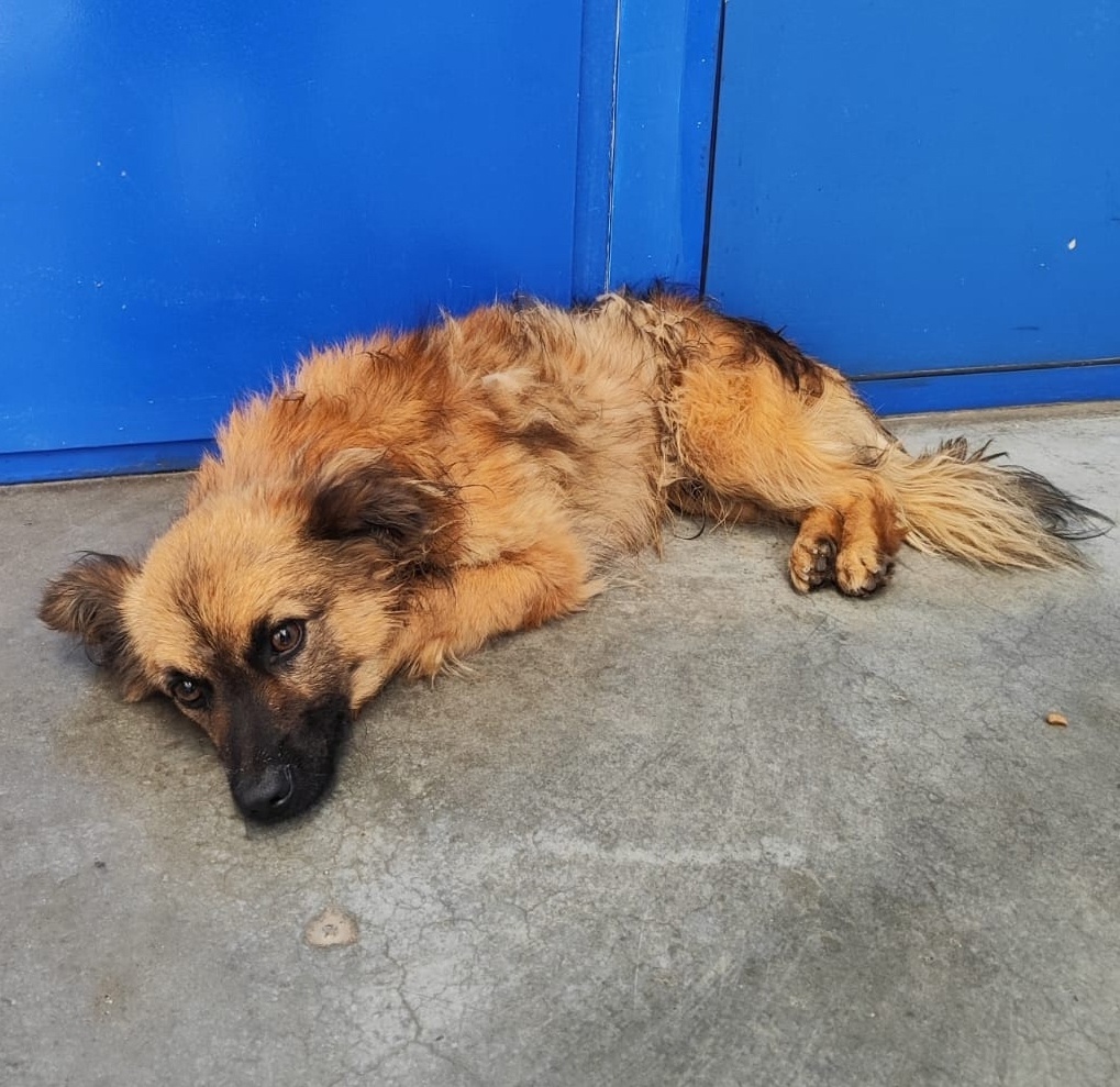 Найдена собака в Энгельсе — фото объявления