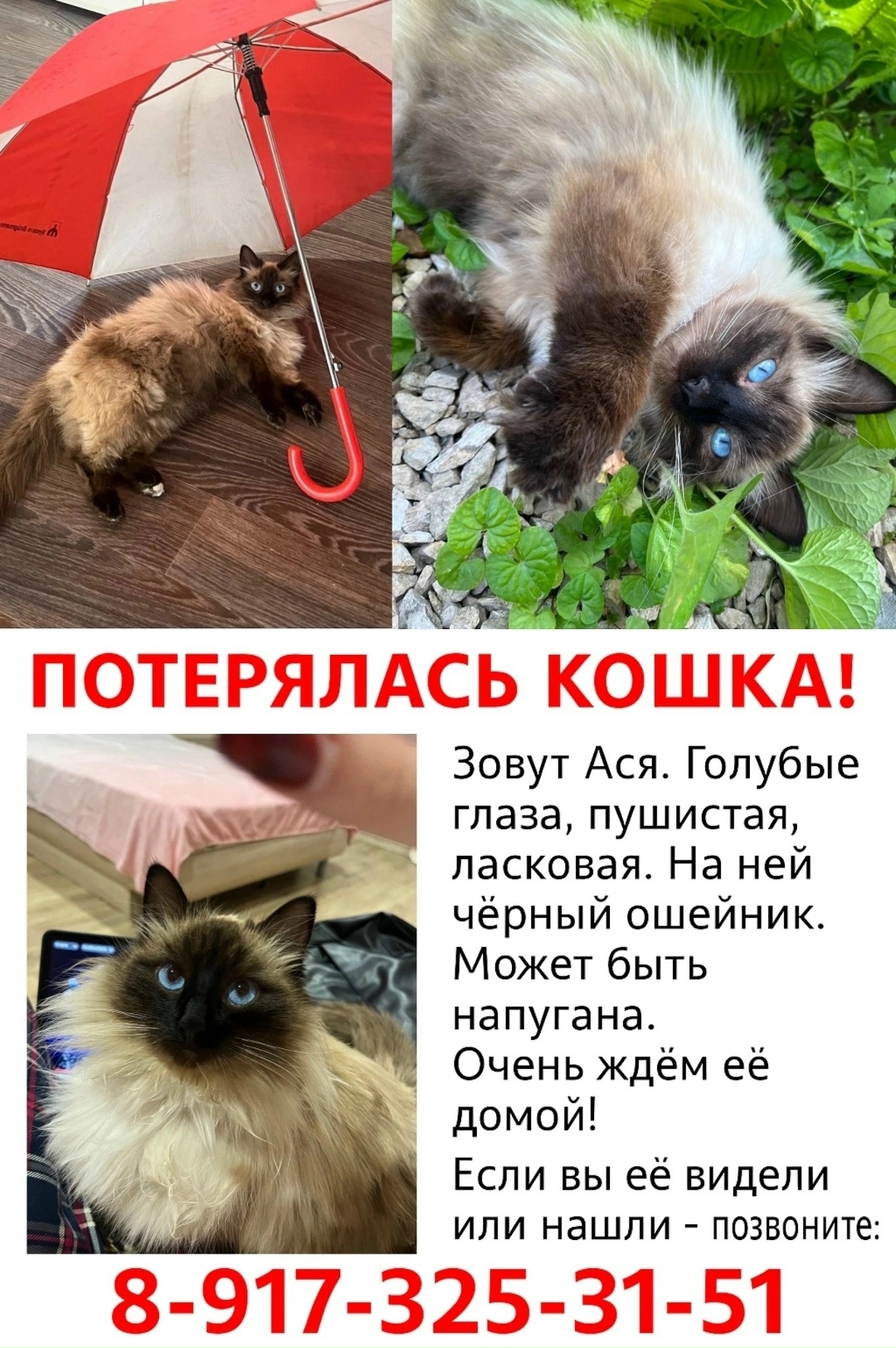 Пропала кошка в Энгельсе — фото объявления