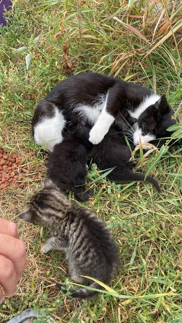 Найдена кошка в Энгельсе — фото объявления