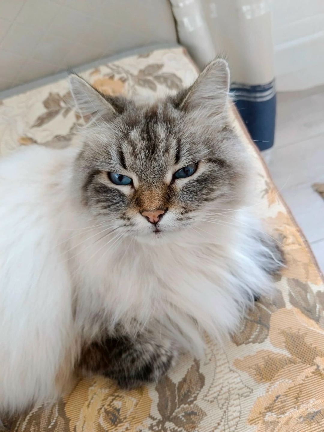 Пропала кошка в Великом Новгороде — фото объявления