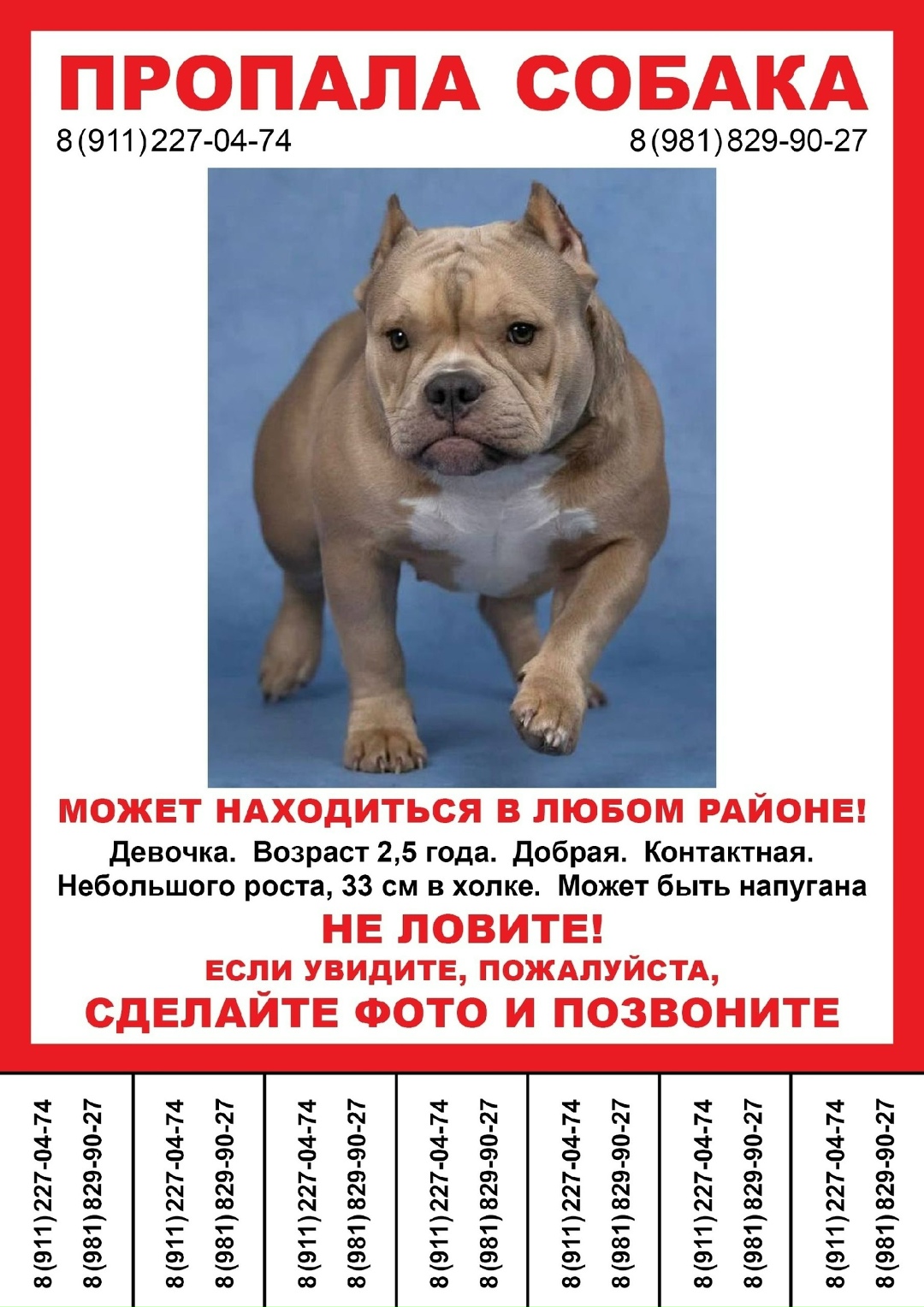 Пропала собака в Великом Новгороде — фото объявления