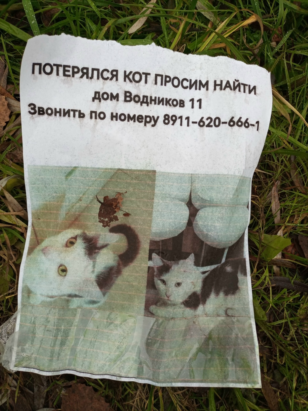 Пропала кошка в Великом Новгороде — фото объявления