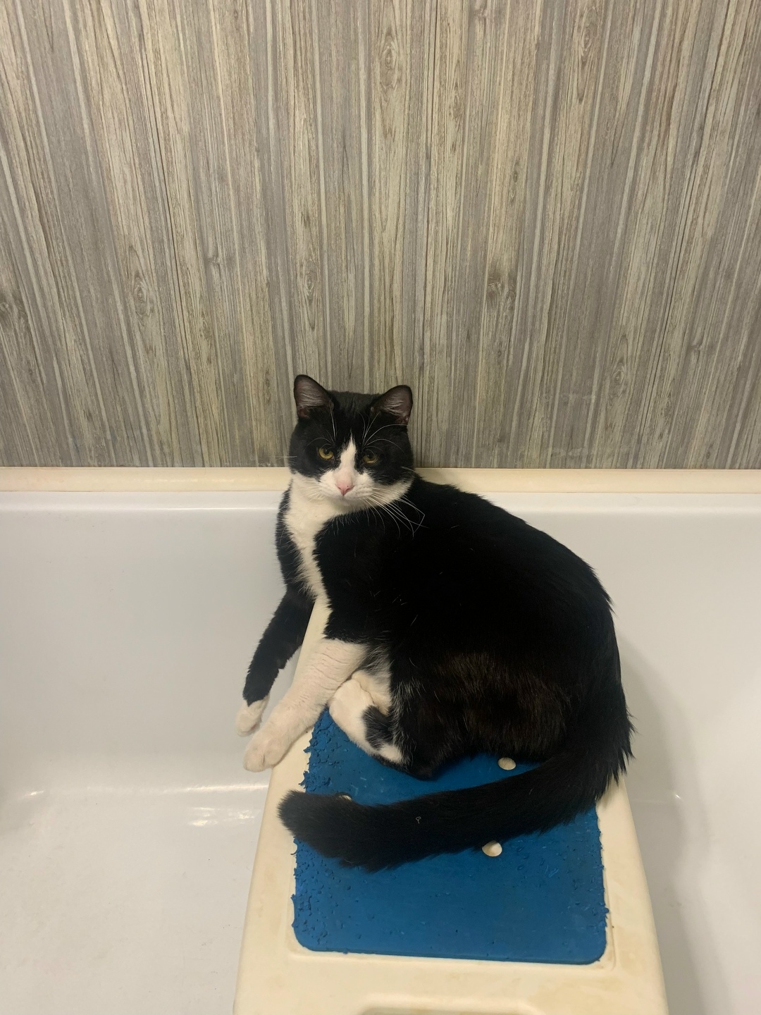 Пропала кошка в Великом Новгороде — фото объявления