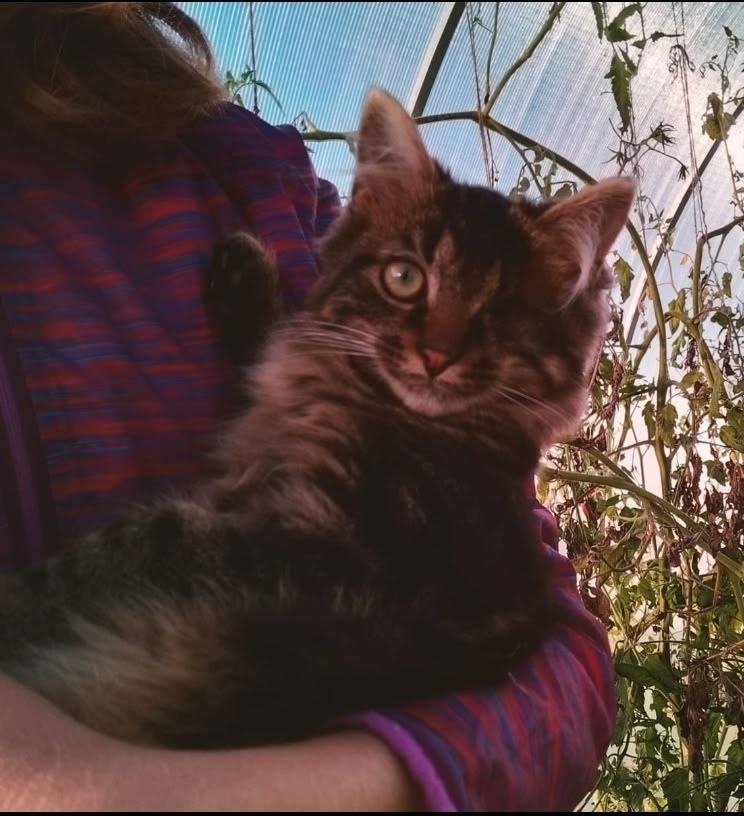 Пропала собака в Великом Новгороде — фото объявления