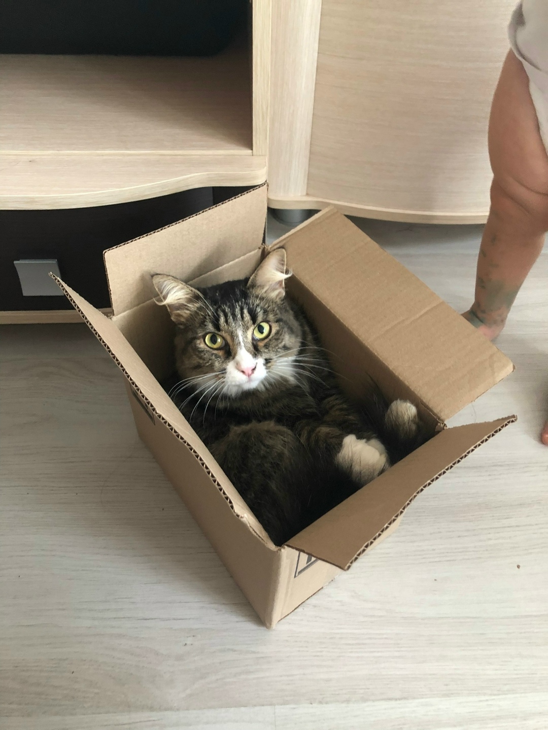 Пропала кошка в Великом Новгороде — фото объявления