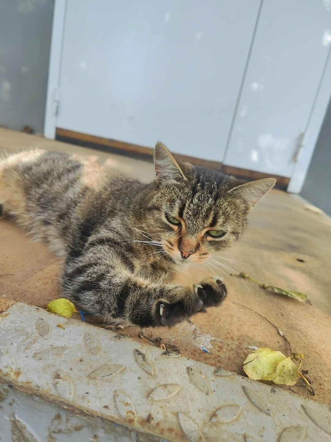 Пропала кошка в Великом Новгороде — фото объявления