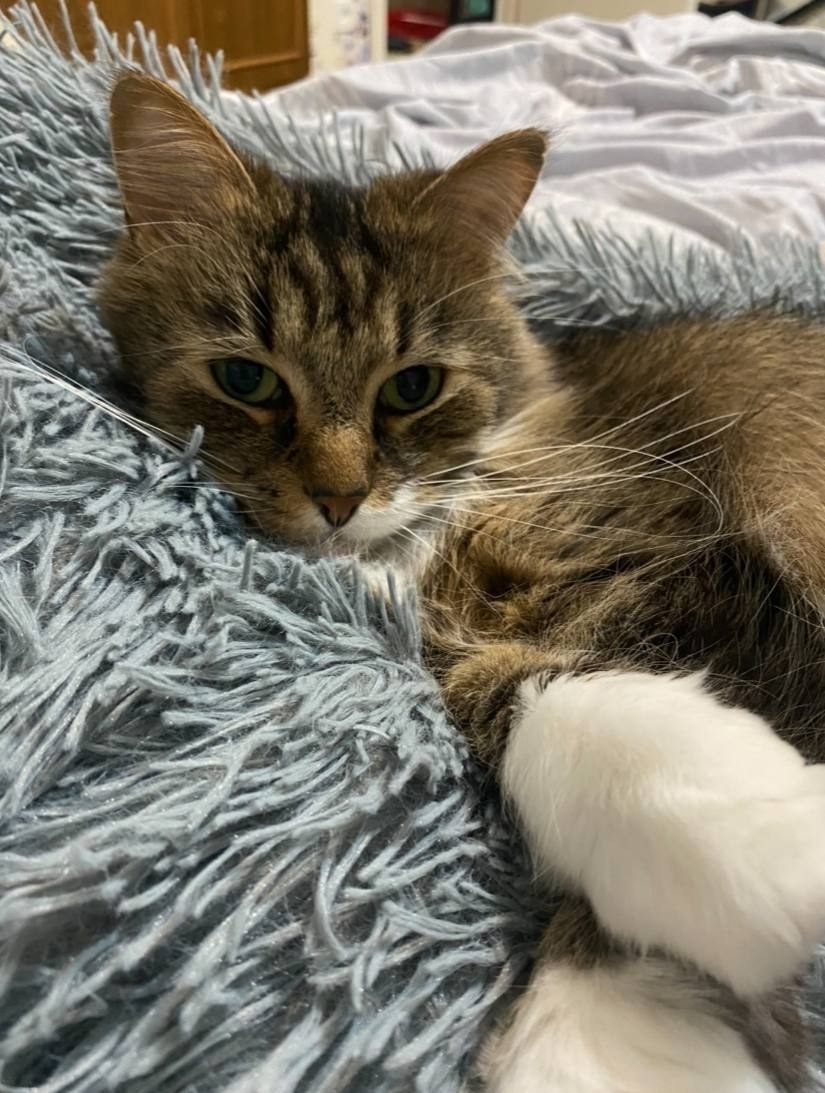 Пропала кошка в Великом Новгороде — фото объявления