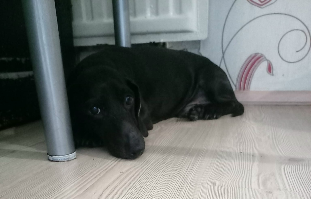 Найдена собака в Великом Новгороде — фото объявления