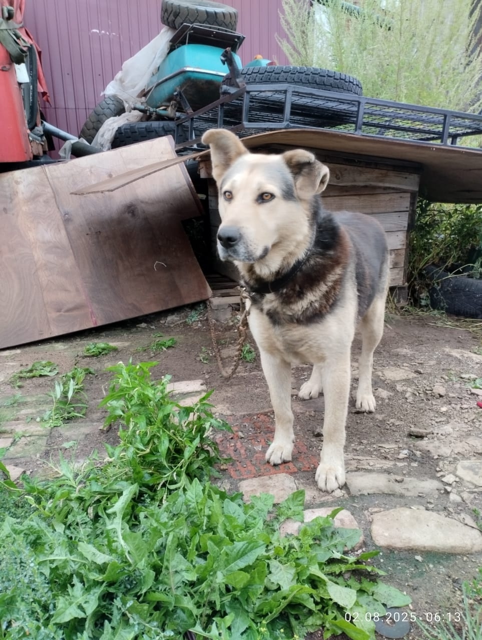 Найдена собака в Великом Новгороде — фото объявления