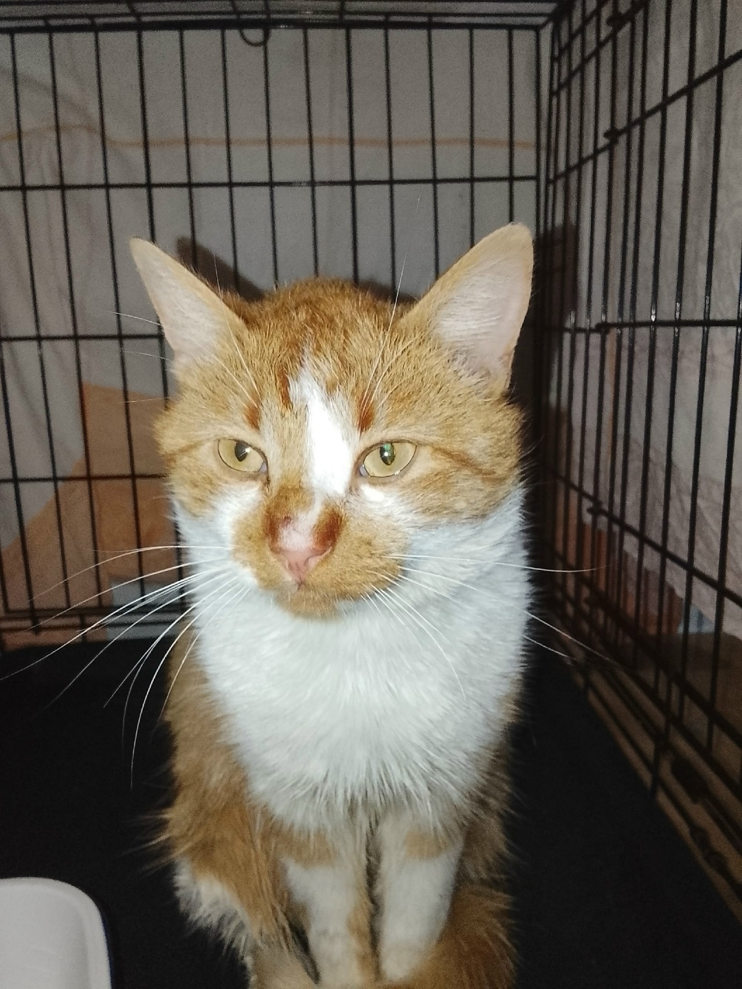 Пропала кошка в Великом Новгороде — фото объявления