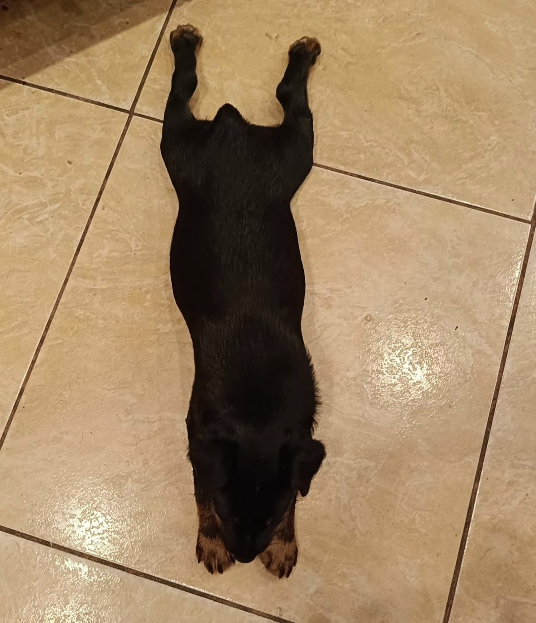 Пропала собака в Великом Новгороде — фото объявления