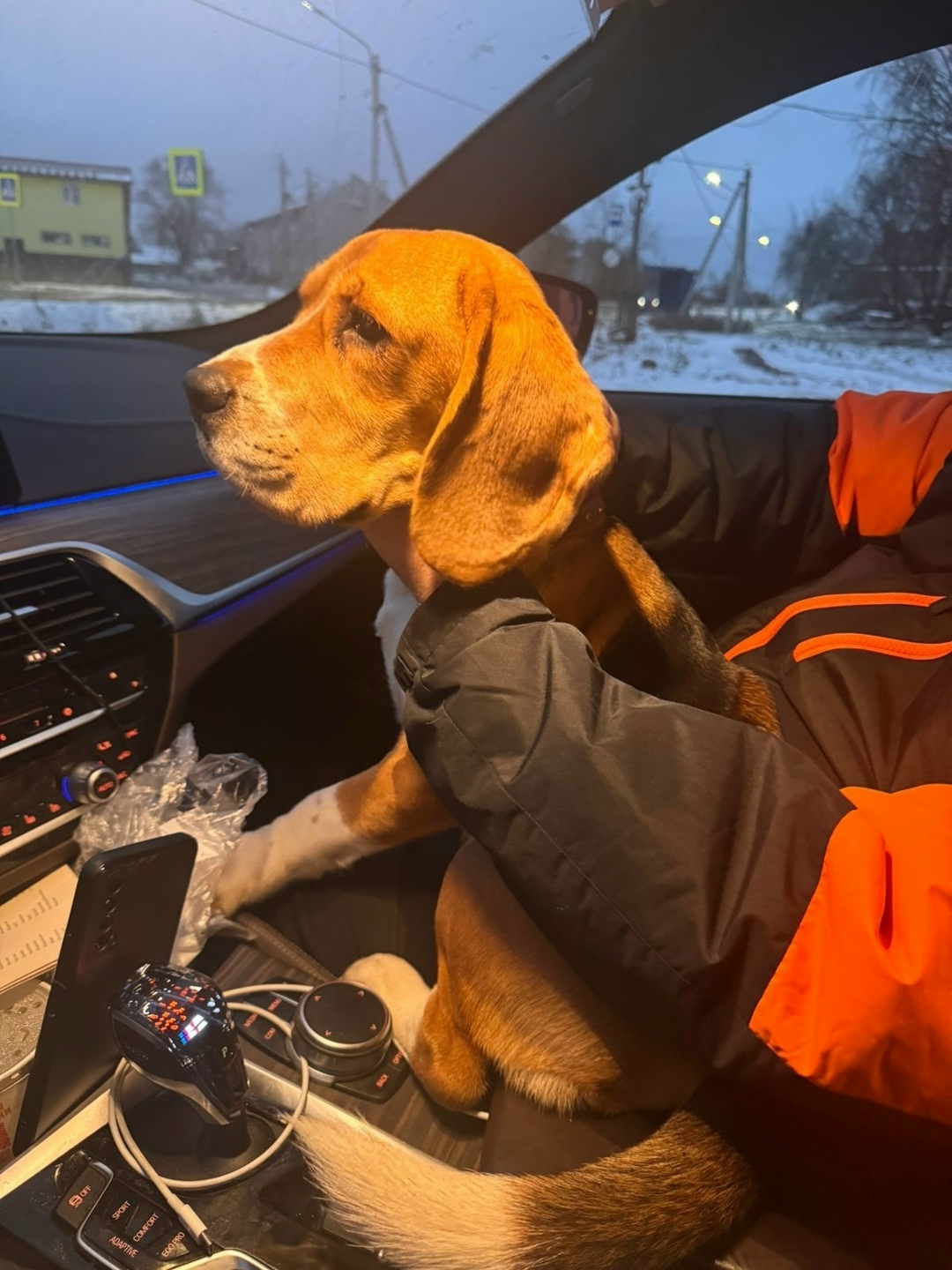 Найдена собака в Великом Новгороде — фото объявления