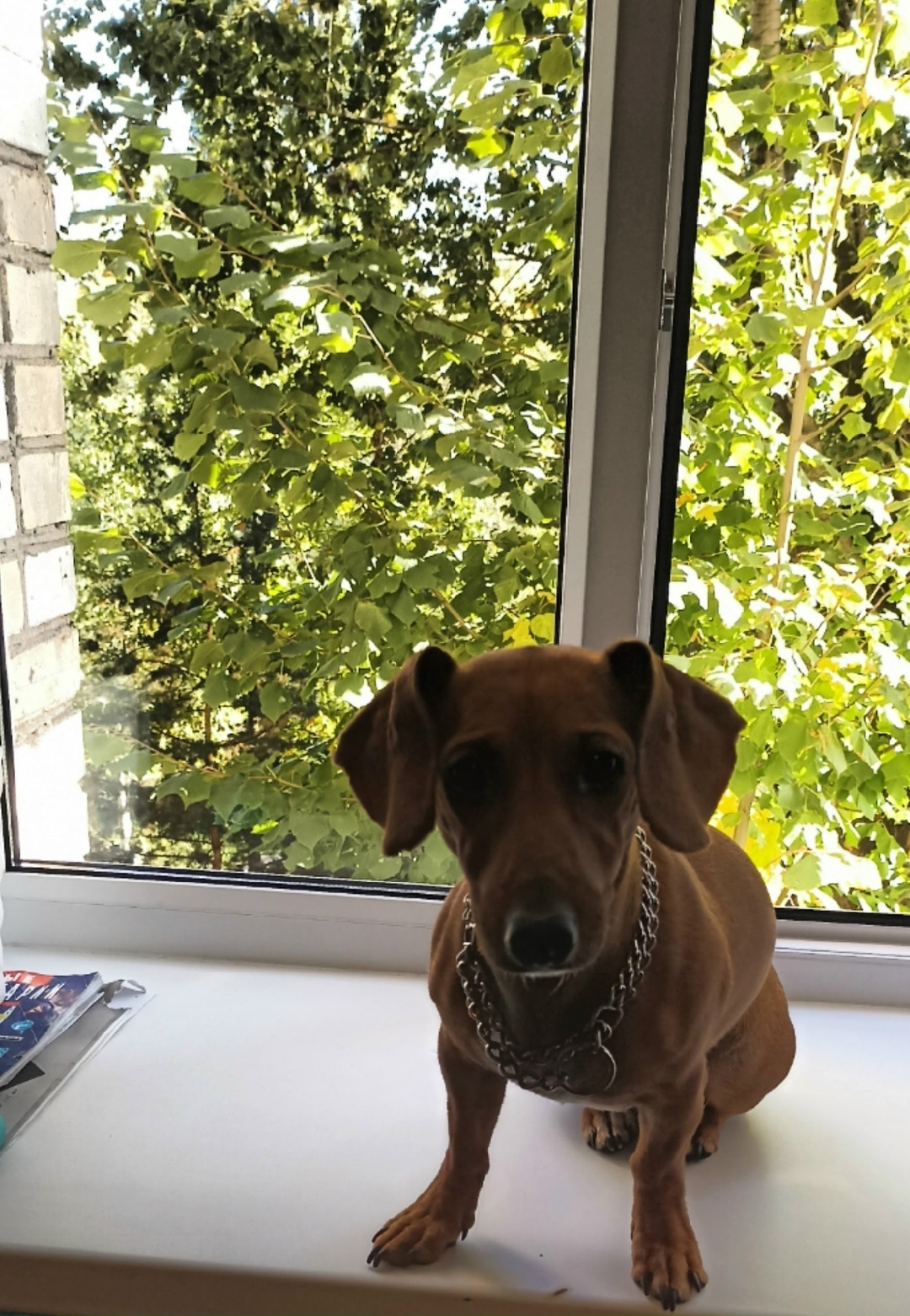 Пропала собака в Великом Новгороде — фото объявления