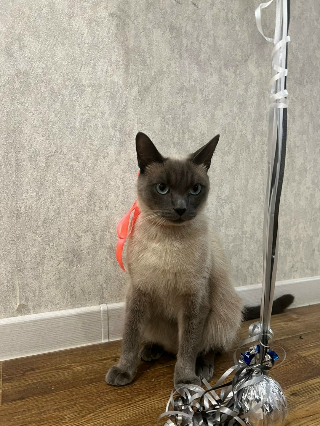 Пропала кошка в Великом Новгороде — фото объявления