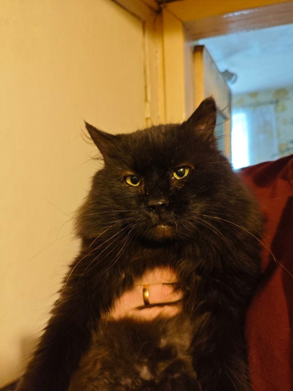 Пропала кошка в Великом Новгороде — фото объявления