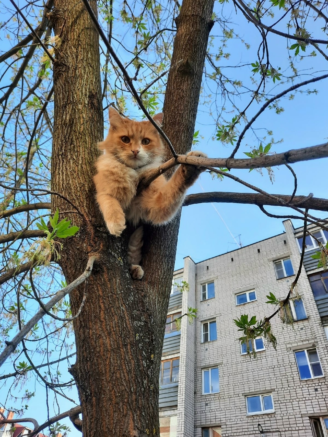 Пропала кошка в Великом Новгороде — фото объявления
