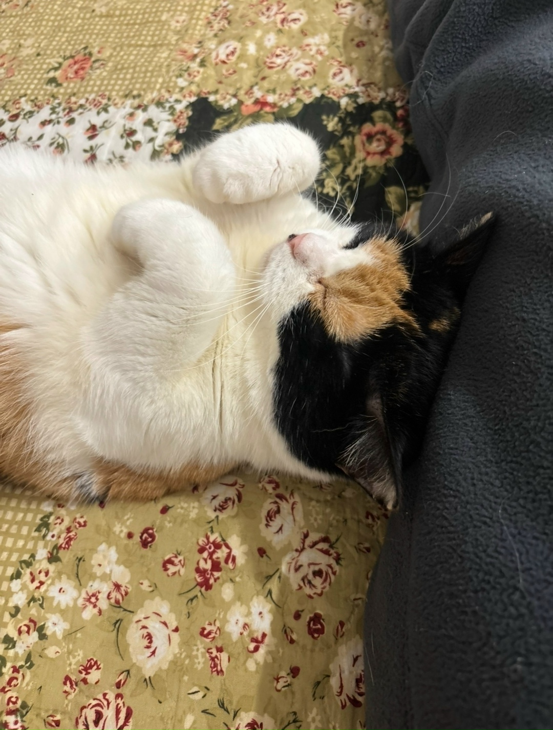 Найдена кошка в Великом Новгороде — фото объявления